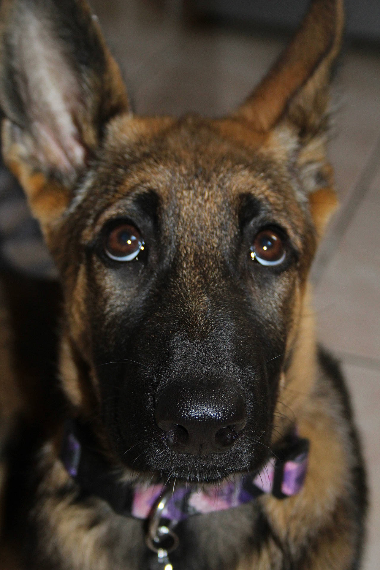 Xéna participe au concours pour gagner de l'argent avec cette photo : ancient_dog_breeds, canidae, carnivore, collar, companion_dog, dog, dog_breed, dog_collar, eye, fawn, fur, herding_dog, old_german_shepherd_dog, pet_supply, snout, sporting_group, terrestrial_animal, whiskers, working_animal, working_dog