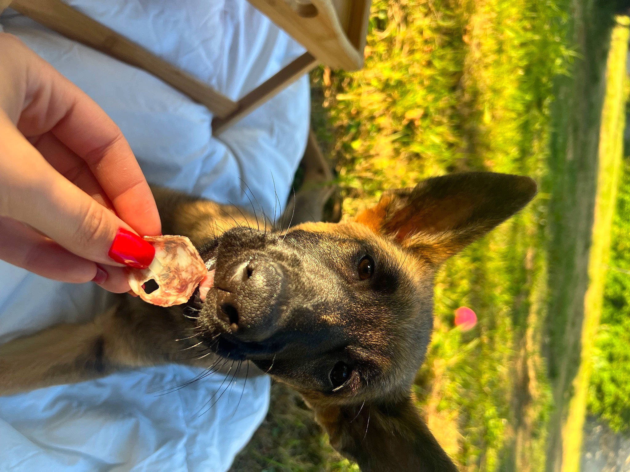 Xéna participe au concours pour gagner de l'argent avec cette photo : canidae, carnivore, companion_dog, dog, dog_breed, fawn, fur, gesture, grass, hand, happy, hat, plant, sporting_group, terrestrial_animal, tree, whiskers, wildlife, wildlife_biologist, working_animal
