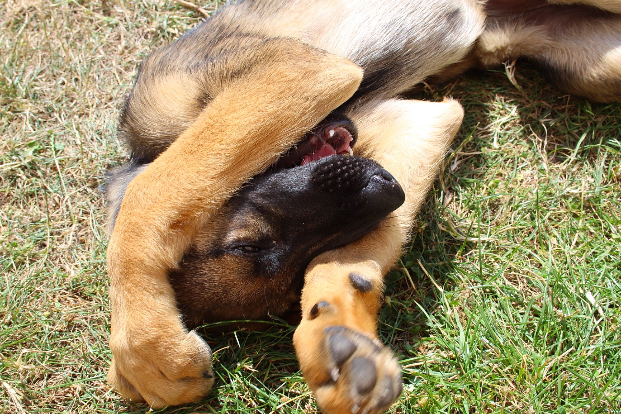 Xéna a rejoint le concours — aidez-le/la à gagner de superbes lots ! canidae, carnivore, companion_dog, dog, dog_breed, fawn, grass, liver, paw, snout, sporting_group, terrestrial_animal, wildlife, working_animal, working_dog