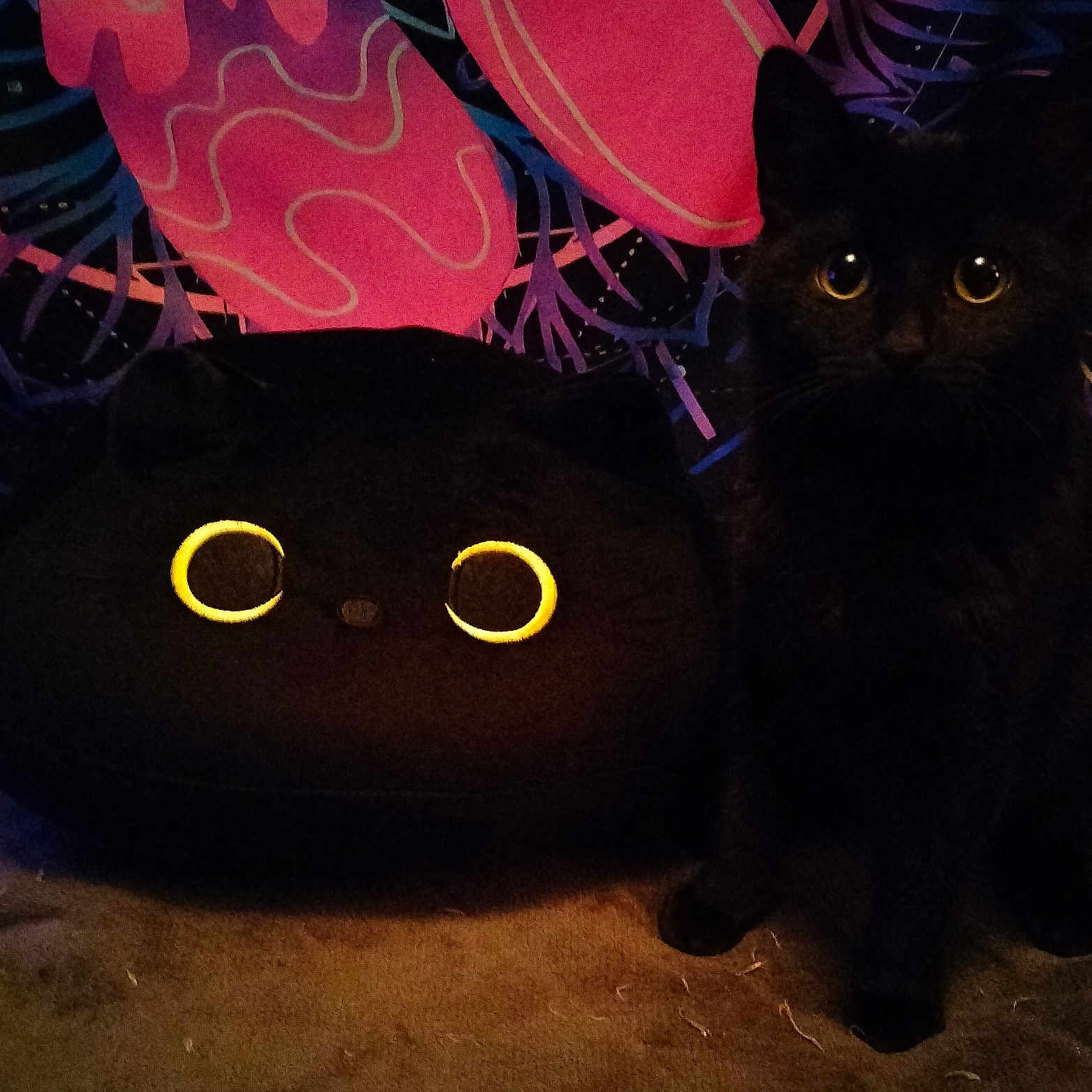 Dizzy joined the competition — help win amazing prizes! animal, baby, ball, blackcat, cat, couch, cushion, egyptiancat, furniture, homedecor, kitten, manx, nature, night, outdoors, person, pet, sport, tennis, tennisball