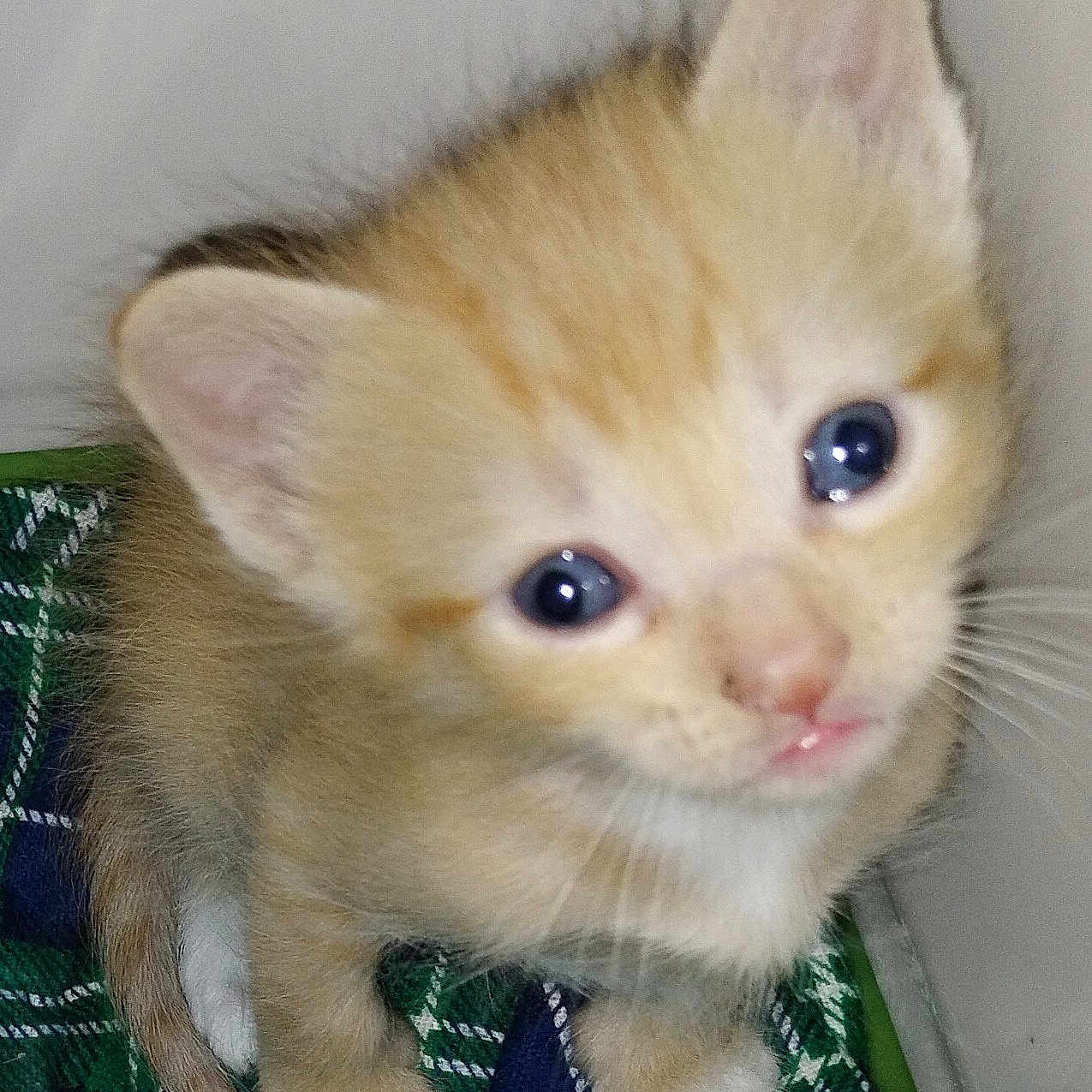Sammy