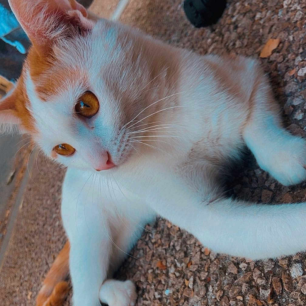 Mimi