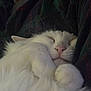 Mr. Bigglesworth joined the competition — help win amazing prizes! cat, white_cat, sleeping, fluffy, paw, nose, closed_eyes, cozy, resting, feline, pet, animal, cute, soft, fur, relaxed, indoors, closeup, comfort, nap