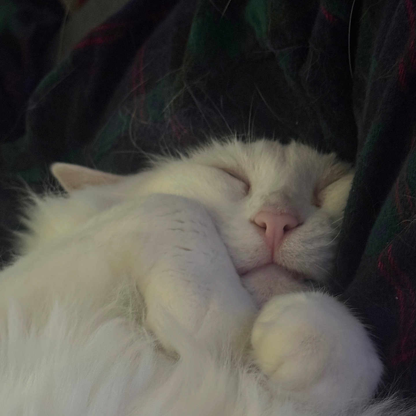 Mr. Bigglesworth