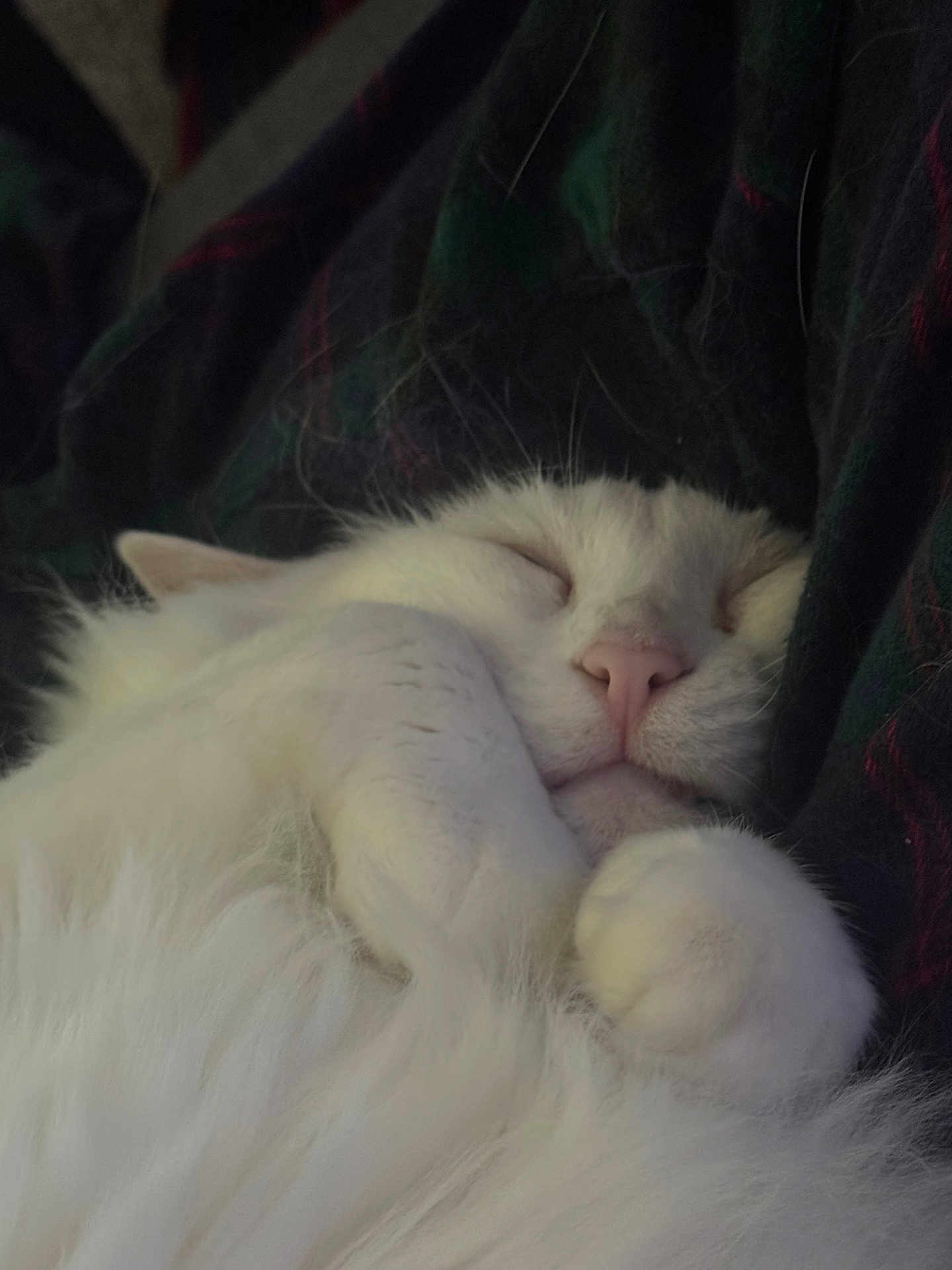 Mr. Bigglesworth joined the competition — help win amazing prizes! cat, white_cat, sleeping, fluffy, paw, nose, closed_eyes, cozy, resting, feline, pet, animal, cute, soft, fur, relaxed, indoors, closeup, comfort, nap
