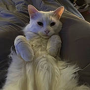 Mr. Bigglesworth joined the competition — help win amazing prizes! cat, white_cat, fluffy, pet, animal, lying_down, paws, fur, indoor, cozy, blanket, relaxed, cute, mammal, whiskers, ears, sleepy, domestic_cat, closeup, soft