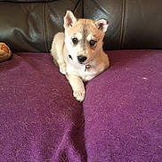 Vaika participe au concours pour gagner de l'argent avec cette photo : puppy, dog, pet, brown, white, fur, collar, bell, couch, leather, purple_blanket, indoor, cute, small, young, animal, resting, looking, front_view, domestic