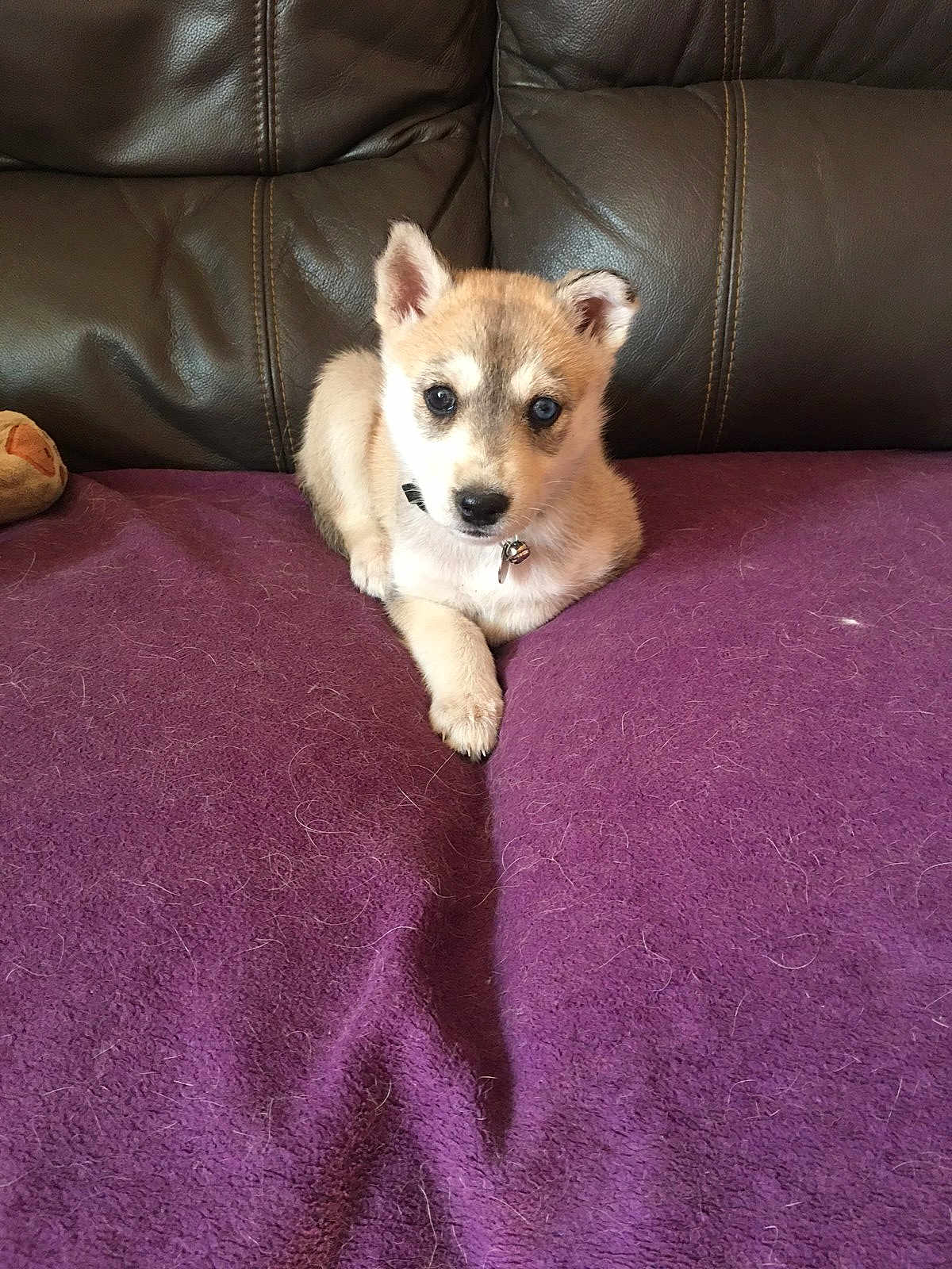 Vaika participe au concours pour gagner de l'argent avec cette photo : puppy, dog, pet, brown, white, fur, collar, bell, couch, leather, purple_blanket, indoor, cute, small, young, animal, resting, looking, front_view, domestic
