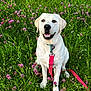 Unly participe au concours pour gagner de l'argent avec cette photo : dog, labrador, white_dog, pet, leash, grass, flowers, purple_flowers, outdoor, nature, happy, sitting, canine, animal, summer, greenery, playful, cute, friendly, smiling
