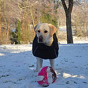 Unly participe au concours pour gagner de l'argent avec cette photo : dog, labrador, yellow_dog, snow, winter, ball, park, tree, outdoor, pet, animal, canine, jacket, play, grass, muddy_ball, daytime, nature, cold, field