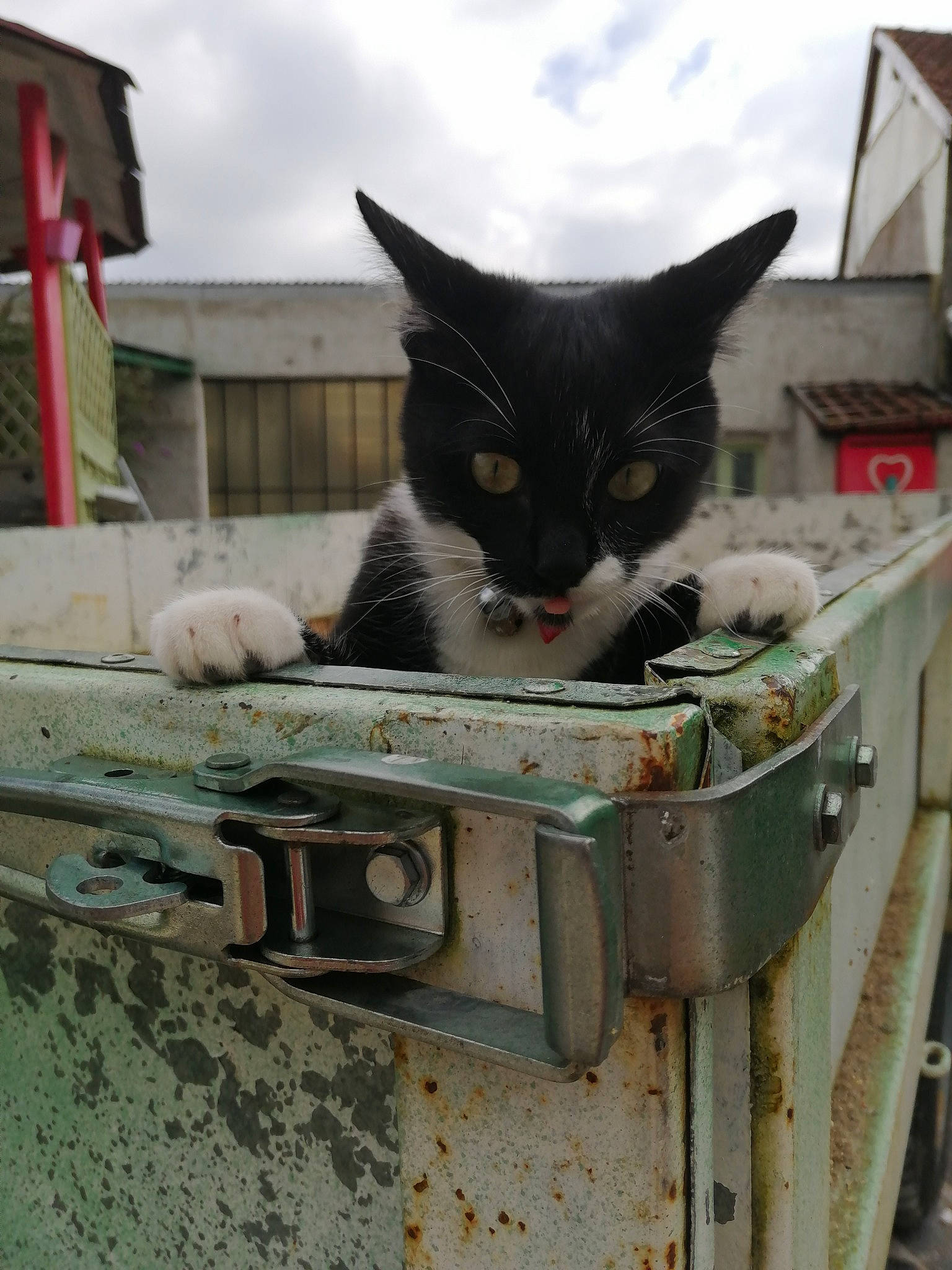 Swanny a rejoint le concours — aidez-le/la à gagner de superbes lots ! auto_part, black_cat, box, carnivore, cat, cloud, domestic_short_haired_cat, felidae, fur, gas, metal, sky, small_to_medium_sized_cats, snout, tail, tree, whiskers, wood