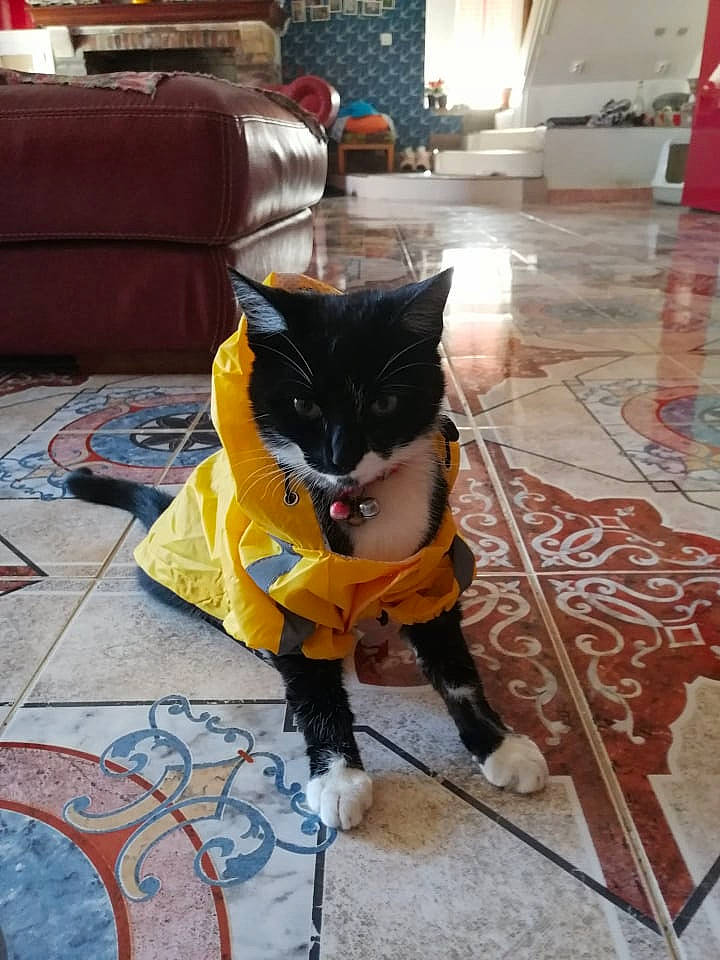 Swanny participe au concours pour gagner de l'argent avec cette photo : black_cat, carnivore, cat, chair, comfort, couch, domestic_short_haired_cat, felidae, floor, flooring, fur, grey, hardwood, living_room, purple, room, small_to_medium_sized_cats, tail, whiskers, wood