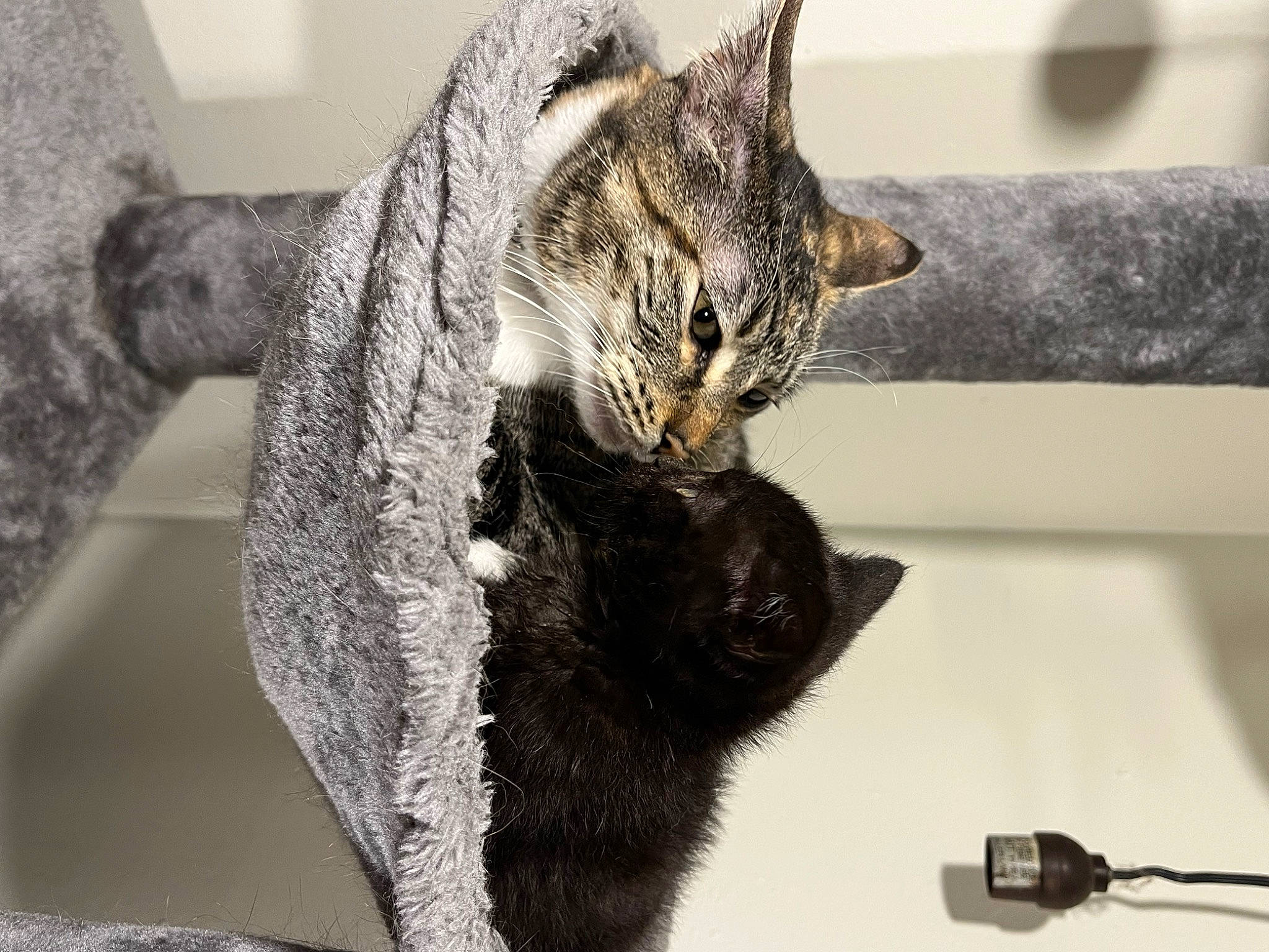 Ahsoka joined the competition — help win amazing prizes! carnivore, cat, cat_supply, claw, close_up, domestic_short_haired_cat, felidae, fur, grey, organism, paw, small_to_medium_sized_cats, snout, tail, terrestrial_animal, whiskers, wildlife