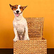 Taos a rejoint le concours — aidez-le/la à gagner de superbes lots ! dog, jack_russell_terrier, basket, orange_background, pet, animal, smiling, tongue_out, happy, cute, domestic_animal, playful, studio_photo, fur, ears, nose, front_paws, sitting, looking_at_camera, indoor