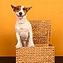 dog, jack_russell_terrier, basket, orange_background, pet, animal, smiling, tongue_out, happy, cute, domestic_animal, playful, studio_photo, fur, ears, nose, front_paws, sitting, looking_at_camera, indoor