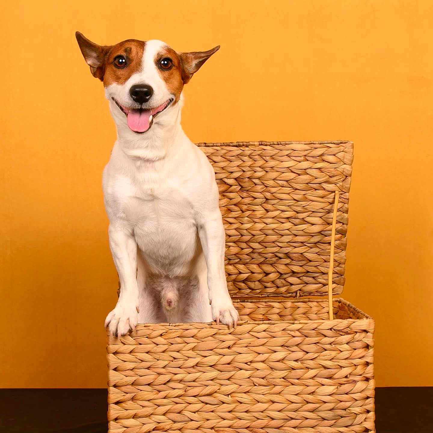 Taos a rejoint le concours — aidez-le/la à gagner de superbes lots ! dog, jack_russell_terrier, basket, orange_background, pet, animal, smiling, tongue_out, happy, cute, domestic_animal, playful, studio_photo, fur, ears, nose, front_paws, sitting, looking_at_camera, indoor