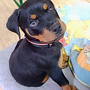 Attila participe au concours pour gagner de l'argent avec cette photo : animal, black, blanket, canine, collar, curious, cute, dog, domestic, floor, fur, indoor, looking_up, pet, puppy, rottweiler, sitting, soft_surface, tan, young