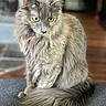 Miss Lil joined the competition — help win amazing prizes! animal, calm, cat, closeup, curious, domestic_animal, feline, fluffy, fur, gray_cat, indoor, looking_down, pet, portrait, quiet, sitting, soft_background, tail, whiskers, yellow_eyes
