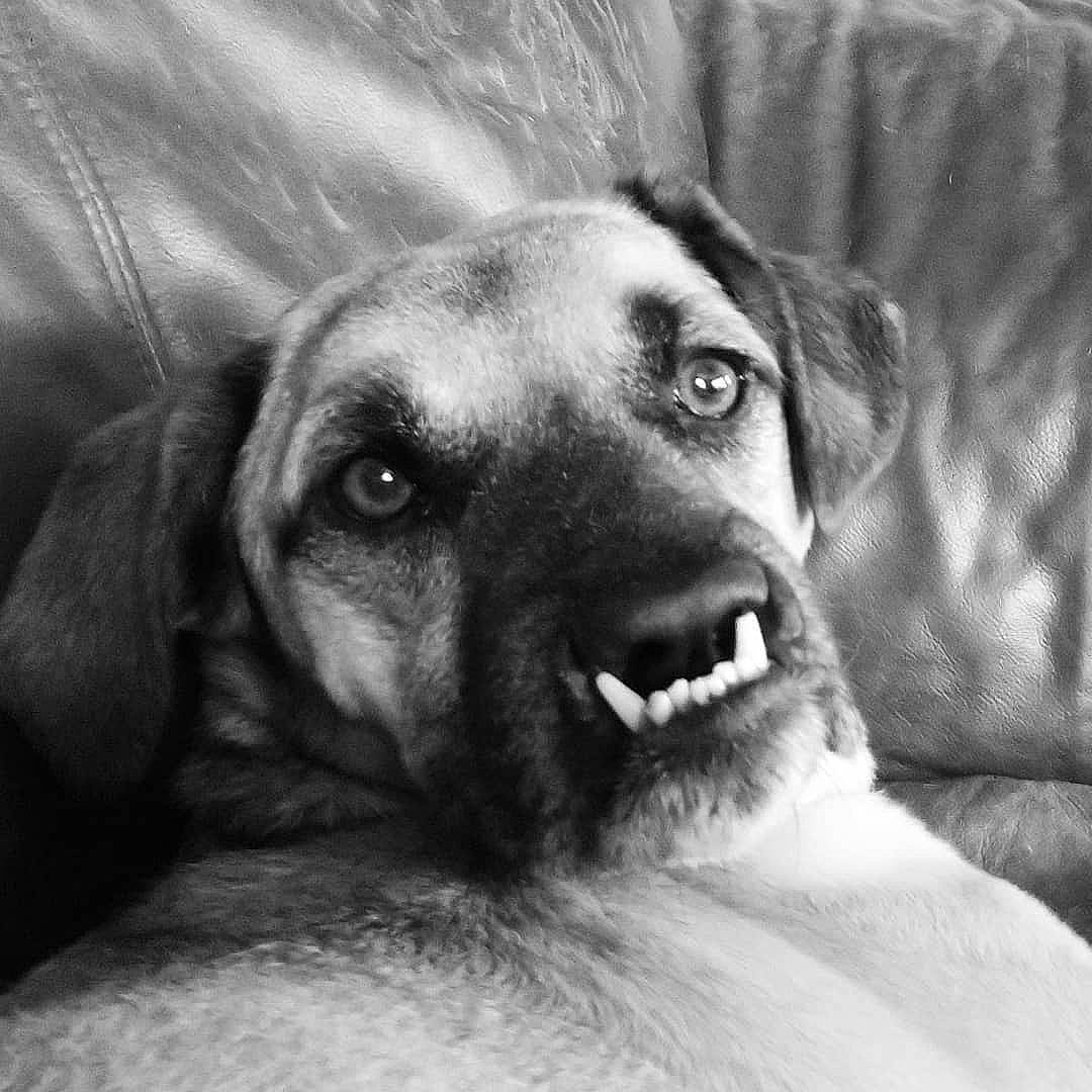 Jupiter joined the competition — help win amazing prizes! black_and_white, canidae, carnivore, dog, dog_breed, ear, eye, labrador_retriever, mammal, monochrome, monochrome_photography, nose, snout, sporting_group, style, whiskers