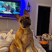 Winnie joined the competition — help win amazing prizes! animal, bed, blanket, blue_light, bowl, canine, cozy, cute, decor, dog, domestic, french_bulldog, furniture, head_tilt, indoor, living_room, natural_elements, pet, relaxation, television