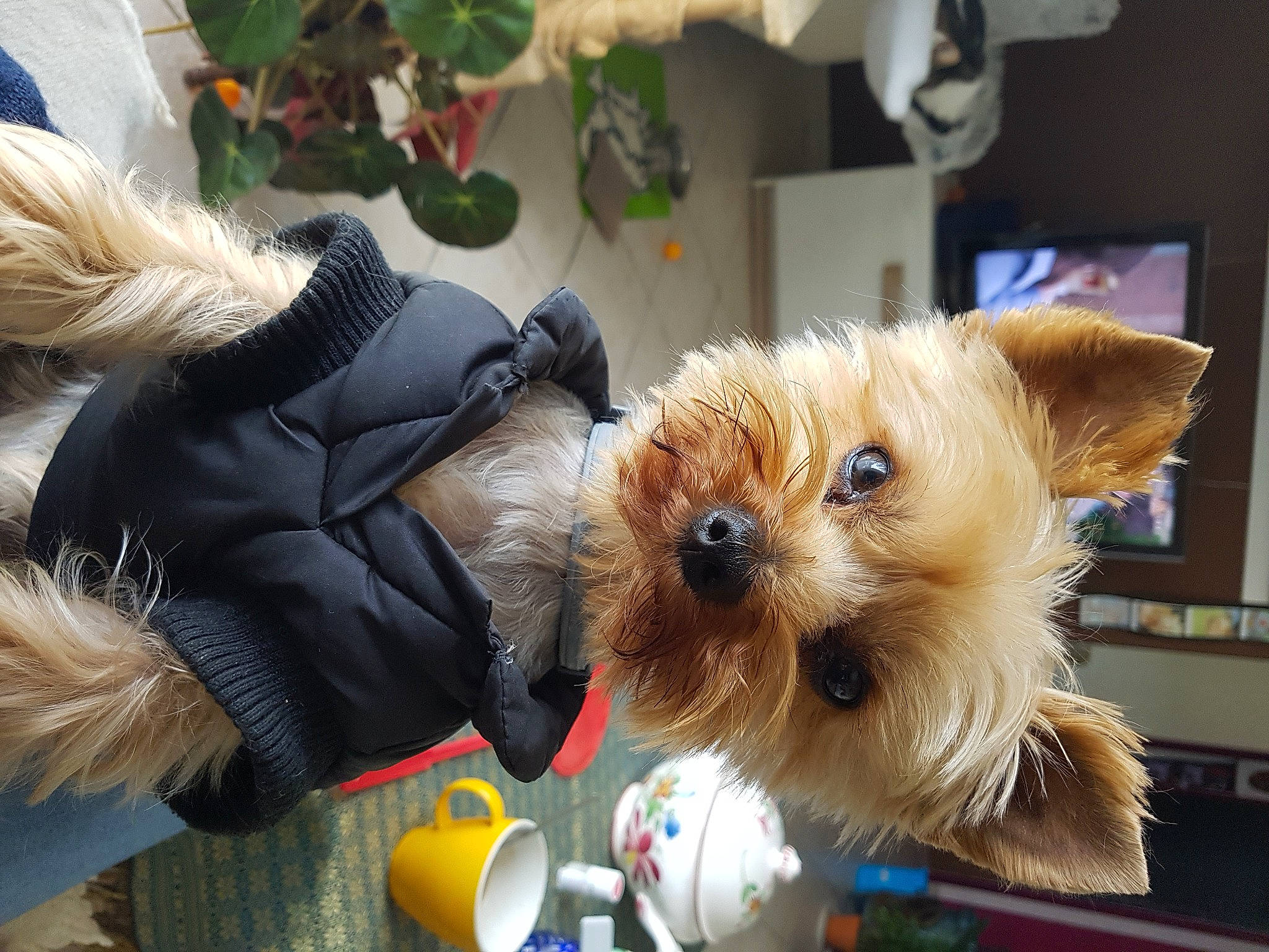 Lovely a rejoint le concours — aidez-le/la à gagner de superbes lots ! australian_terrier, canidae, carnivore, companion_dog, dog, dog_breed, dog_clothes, dog_supply, fur, natural_material, pet_supply, plastic, puppy, small_terrier, snout, stuffed_toy, terrier, toy, toy_dog, working_animal