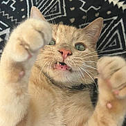 Nubs joined the competition — help win amazing prizes! cat, ginger_cat, paw, whiskers, close_up, pet, playful, feline, animal, cute, indoor, fur, nose, green_eyes, collar, expression, claws, background_pattern, pink_nose, teeth