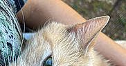 Nubs is registered to the contest to win money with this photo: cat, orange_tabby, animal, pet, close_up, resting, person, arm, shirt, patterned_clothing, outdoor, grass, blurred_background, whiskers, ears, fur, cute, relaxed, companion, nature