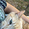 cat, orange_tabby, animal, pet, close_up, resting, person, arm, shirt, patterned_clothing, outdoor, grass, blurred_background, whiskers, ears, fur, cute, relaxed, companion, nature