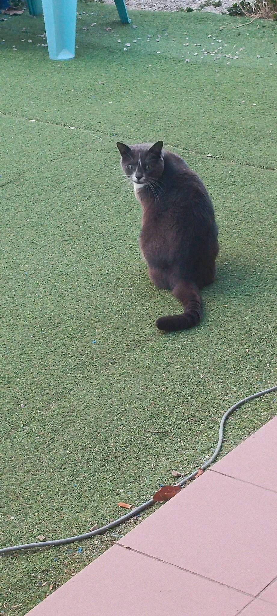 Minnie participe au concours pour gagner de l'argent avec cette photo : asphalt, carnivore, cat, domestic_short_haired_cat, felidae, flooring, fur, grass, groundcover, paw, plant, road, road_surface, shadow, sidewalk, small_to_medium_sized_cats, snout, tail, terrestrial_animal, whiskers