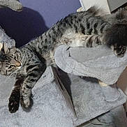 Touffu a rejoint le concours — aidez-le/la à gagner de superbes lots ! animal, cat, cat_tree, cats, cozy, funny_pose, gray_fur, gray_furniture, home, indoor, lounging, pet, purple_wall, relaxed, scratching_post, sleeping, striped_fur, tabby, toys, wood_floor