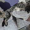 animal, cat, cat_tree, cats, cozy, funny_pose, gray_fur, gray_furniture, home, indoor, lounging, pet, purple_wall, relaxed, scratching_post, sleeping, striped_fur, tabby, toys, wood_floor