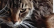 Touffu participe au concours pour gagner de l'argent avec cette photo : animal, brown, cat, close_up, curled_up, ears, eyes, feline, fluffy, fur, gray, indoors, lying_down, paws, pet, portrait, sleeping, striped_fur, tabby, whiskers