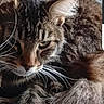 animal, brown, cat, close_up, curled_up, ears, eyes, feline, fluffy, fur, gray, indoors, lying_down, paws, pet, portrait, sleeping, striped_fur, tabby, whiskers