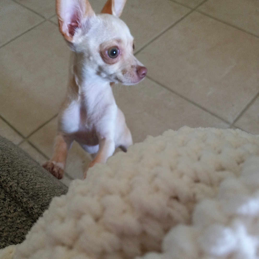 Daisy is registered to the contest to win money with this photo: animal, blanket, chihuahua, closeup, companion, curious, cute, dog, domestic, ears, expression, floor, fur, indoor, looking, pet, small_dog, standing, tile, young