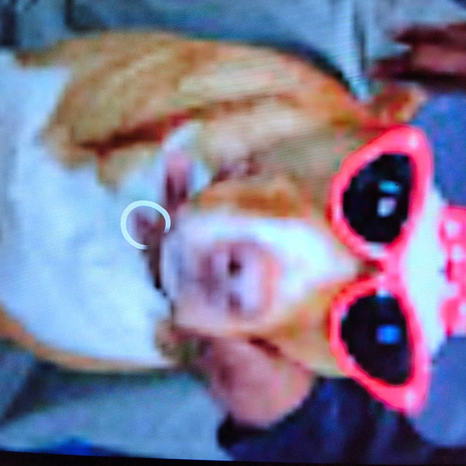 Georgie joined the competition — help win amazing prizes! bone, canidae, carmine, dog_breed, fawn, felidae, flesh, fur, magenta, meat, pattern, plush, puppy, skull, snout, stuffed_toy, toy, whiskers