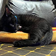 Midnight joined the competition — help win amazing prizes! black_cat, sleeping, cushion, leather_chair, indoor, pet, collar, feline, relaxed, cozy, fur, tail, ear, whiskers, domestic_animal, resting, comfortable, close_up, animal, napping