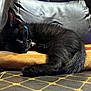 black_cat, sleeping, cushion, leather_chair, indoor, pet, collar, feline, relaxed, cozy, fur, tail, ear, whiskers, domestic_animal, resting, comfortable, close_up, animal, napping
