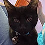 cat, black_cat, close_up, collar, bell, indoor, jeans, lap, person, hand, door, wooden_door, purple_wall, pet, feline, animal, curious, ears, eyes, blur