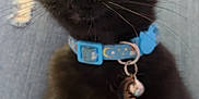 Midnight joined the competition — help win amazing prizes! cat, black_cat, collar, blue_collar, pet, animal, close_up, whiskers, eyes, indoor, denim, lap, curious, feline, domestic_animal, young_cat, sitting, fur, ears, cute