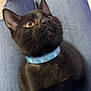 black_cat, kitten, blue_collar, yellow_eyes, lap, ripped_jeans, indoor, pet, animal, feline, cute, whiskers, curious, young_cat, domestic_cat, sitting, looking_up, soft_fur, casual_clothing, home