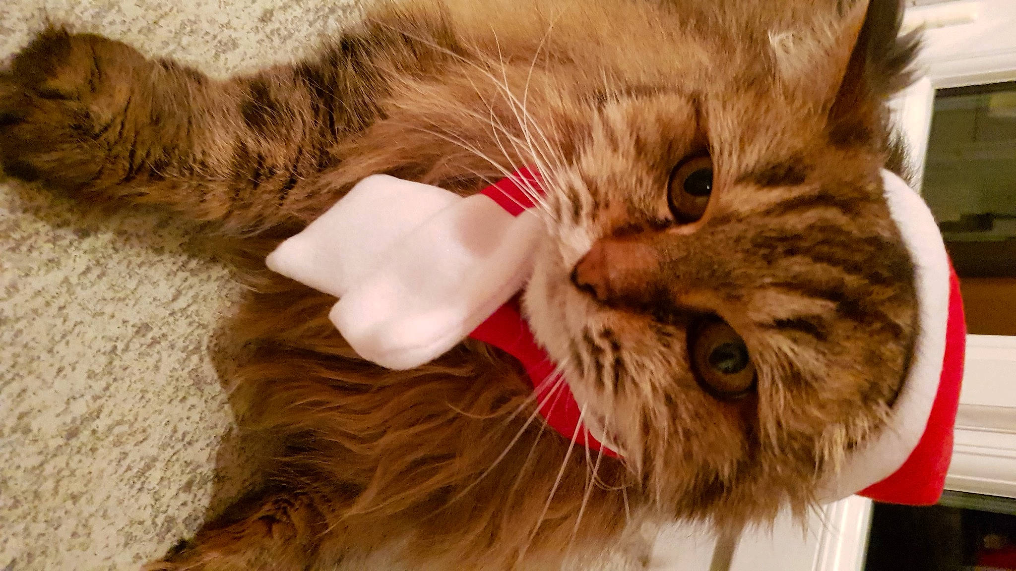 Pomme a rejoint le concours — aidez-le/la à gagner de superbes lots ! carnivore, cat, cat_supply, claw, domestic_short_haired_cat, ear, fawn, felidae, fur, liver, paw, small_to_medium_sized_cats, snout, tail, terrestrial_animal, whiskers, wood