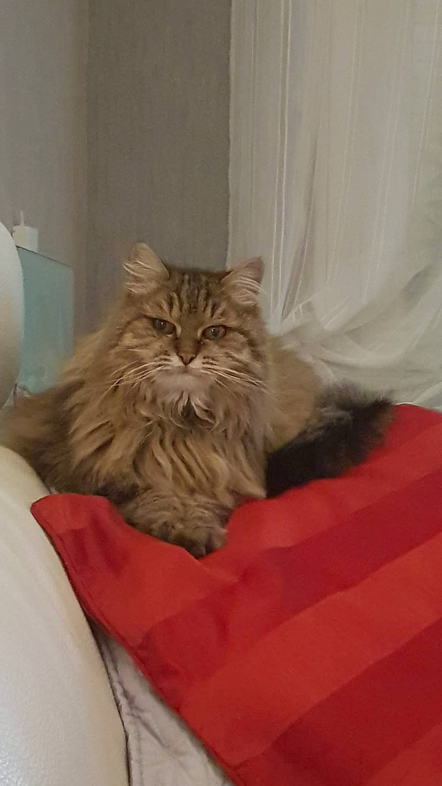 Pomme a rejoint le concours — aidez-le/la à gagner de superbes lots ! bag, baggage, british_longhair, carnivore, cat, comfort, fawn, felidae, fur, grey, maine_coon, peach, room, sitting, small_to_medium_sized_cats, snout, tail, terrestrial_animal, whiskers, wood