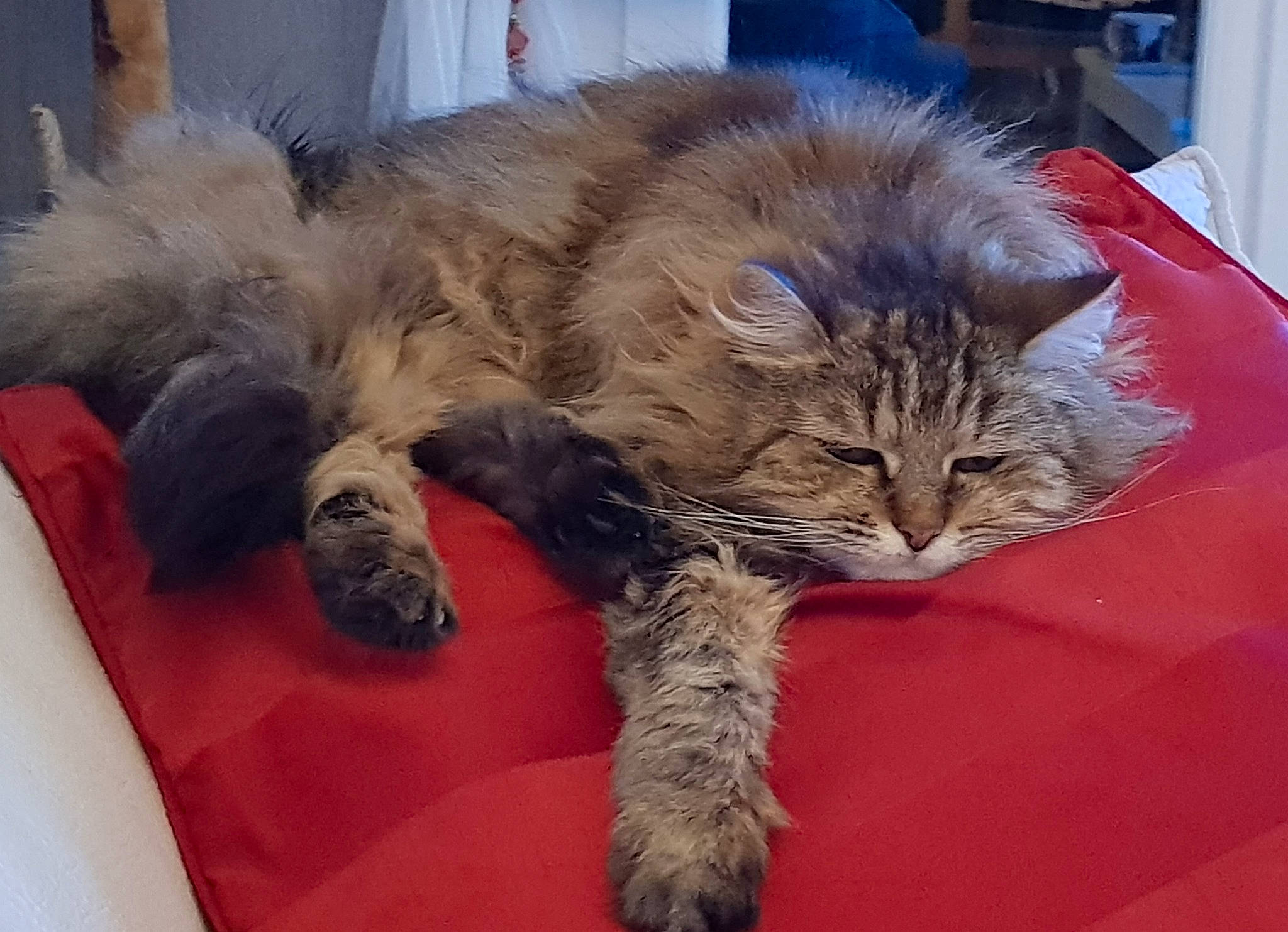 Pomme a rejoint le concours — aidez-le/la à gagner de superbes lots ! british_longhair, carnivore, cat, claw, comfort, domestic_short_haired_cat, fawn, felidae, fur, maine_coon, nap, paw, small_to_medium_sized_cats, snout, tail, terrestrial_animal, vertebrate, whiskers
