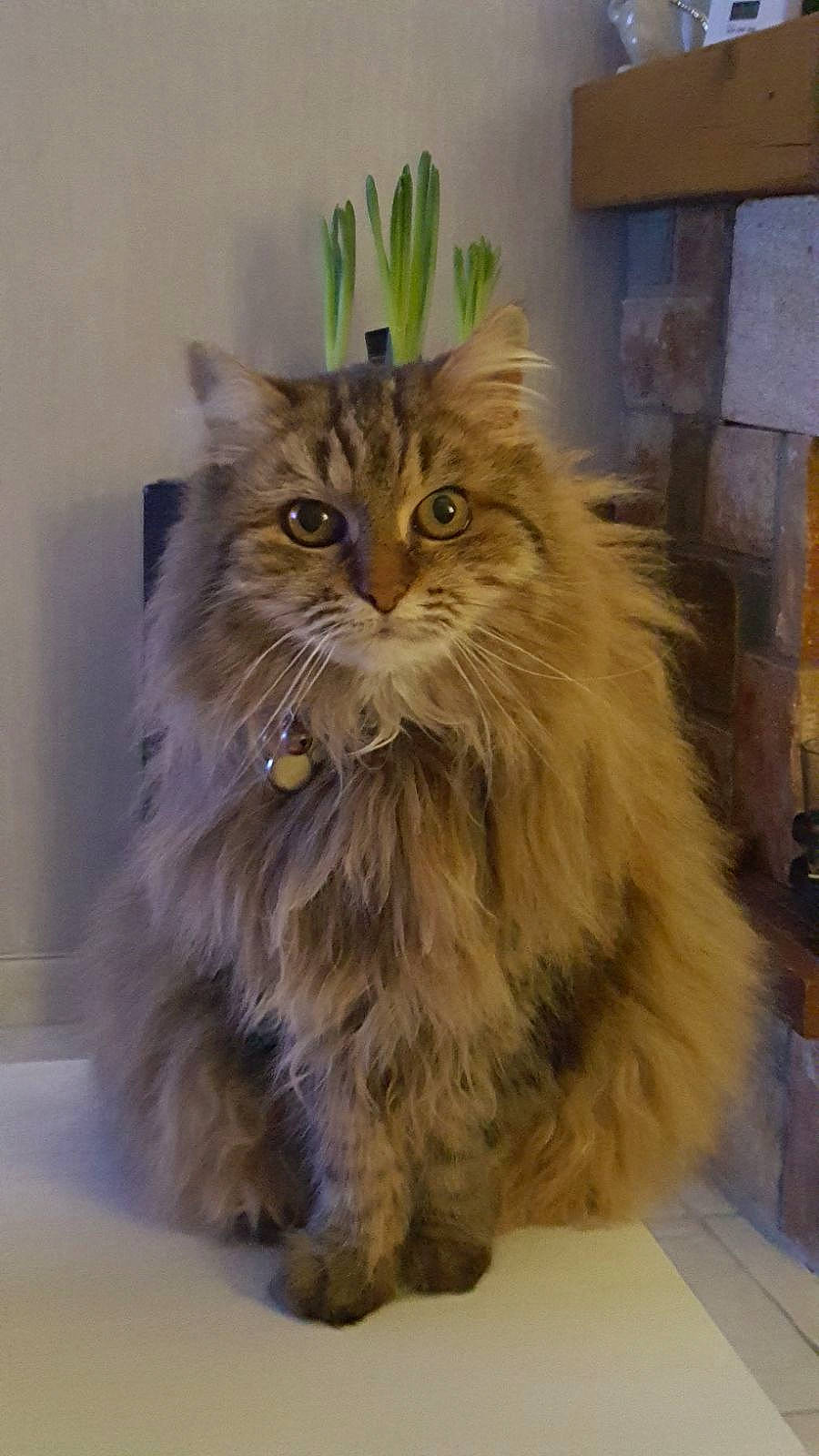 Pomme participe au concours pour gagner de l'argent avec cette photo : british_longhair, carnivore, cat, fawn, felidae, flooring, fur, maine_coon, persian, plant, small_to_medium_sized_cats, snout, terrestrial_animal, whiskers