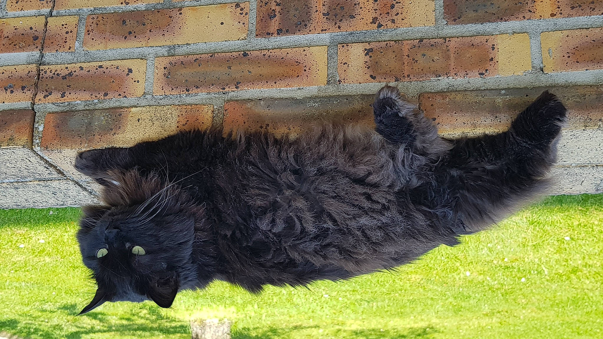 Salsa a rejoint le concours — aidez-le/la à gagner de superbes lots ! black_cat, brick, brickwork, building_material, canidae, carnivore, cat, dog_breed, felidae, fur, grass, groundcover, mortar, small_to_medium_sized_cats, snout, sporting_group, tail, terrestrial_animal, whiskers