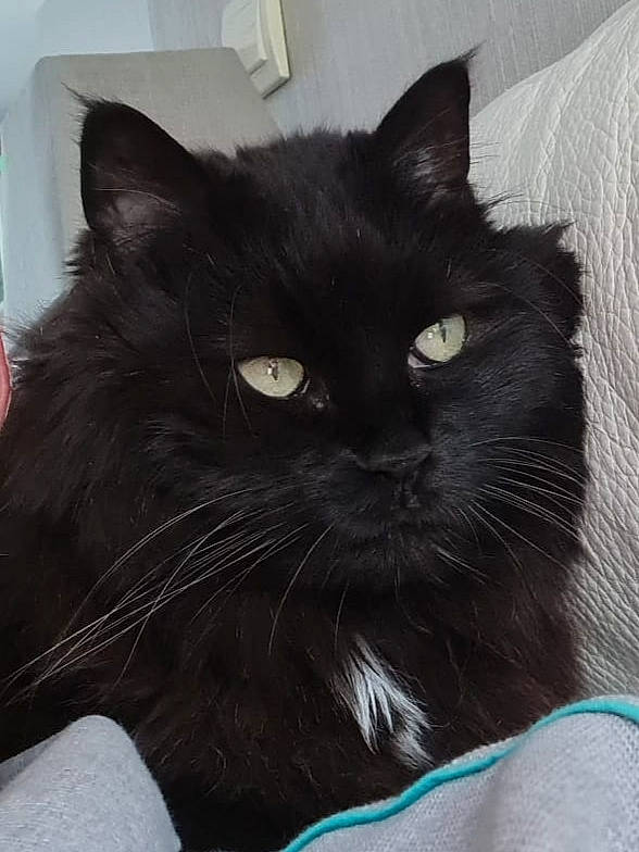 Salsa participe au concours pour gagner de l'argent avec cette photo : black_cat, carnivore, cat, comfort, electric_blue, eye, felidae, fur, iris, small_to_medium_sized_cats, snout, terrestrial_animal, whiskers