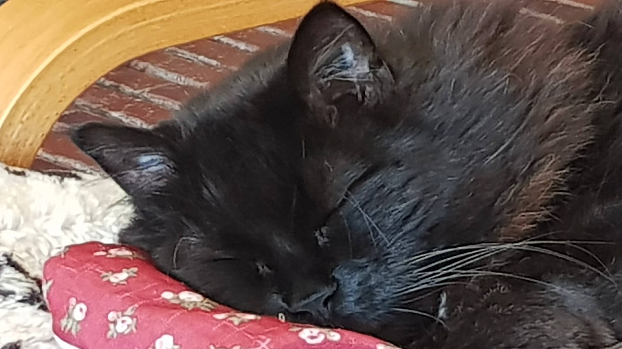 Salsa a rejoint le concours — aidez-le/la à gagner de superbes lots ! black_cat, bombay, carnivore, cat, cat_supply, claw, comfort, domestic_short_haired_cat, felidae, fur, grey, small_to_medium_sized_cats, snout, terrestrial_animal, whiskers