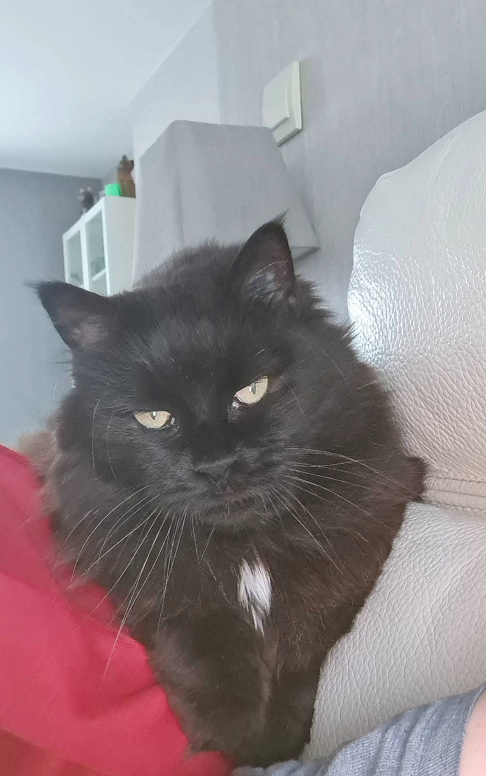 Salsa a rejoint le concours — aidez-le/la à gagner de superbes lots ! black_cat, carnivore, cat, comfort, felidae, fur, grey, room, small_to_medium_sized_cats, snout, tail, terrestrial_animal, whiskers