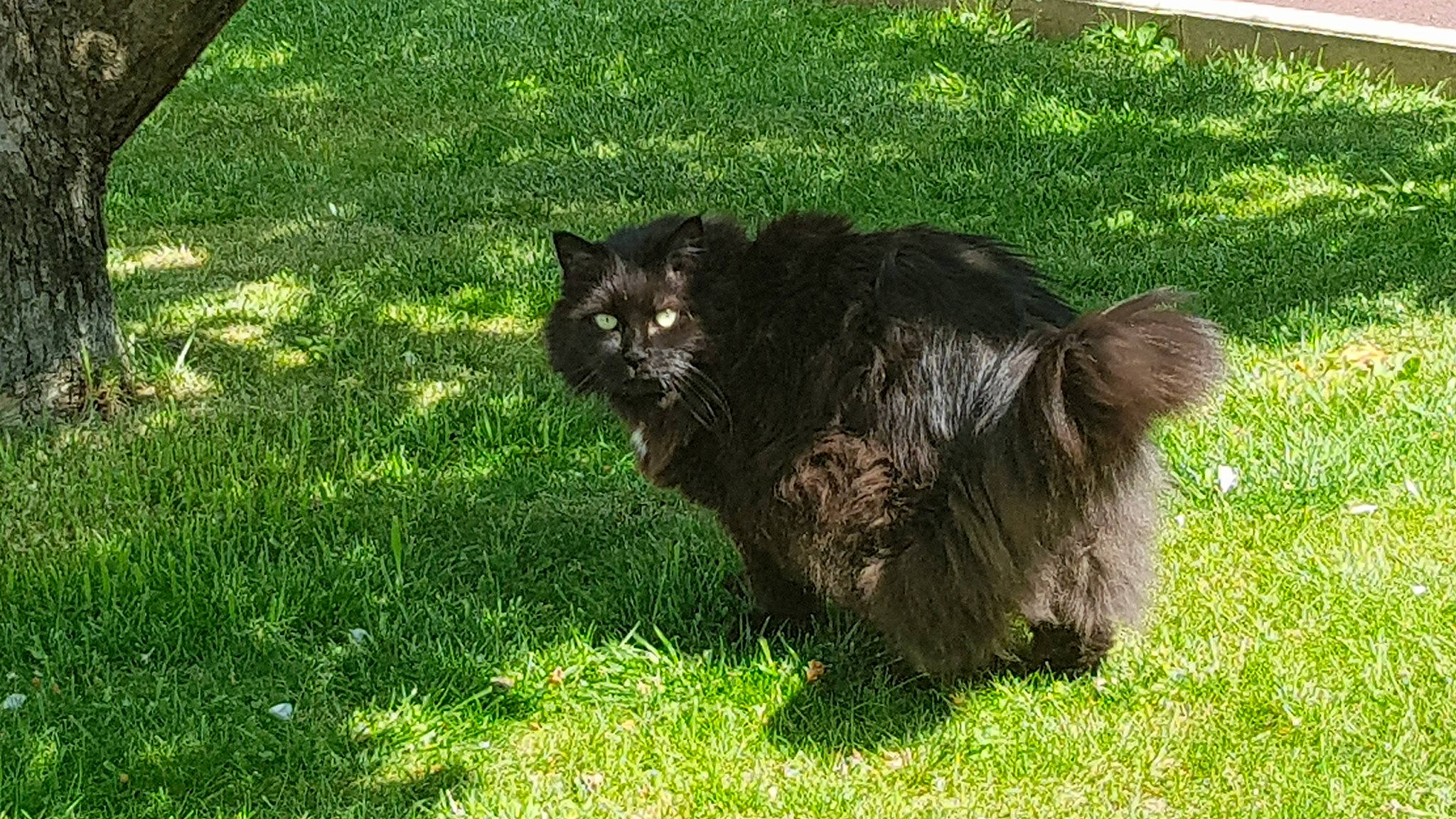 Salsa participe au concours pour gagner de l'argent avec cette photo : black_cat, canidae, carnivore, cat, dog_breed, domestic_short_haired_cat, felidae, fur, grass, grassland, groundcover, pasture, plant, small_to_medium_sized_cats, snout, sporting_group, tail, terrestrial_animal, whiskers