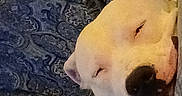Magnus is registered to the contest to win money with this photo: dog, sleeping, white_dog, blanket, patterned_blanket, indoor, resting, relaxed, pet, canine, animal, cozy, nap, close_up, fur, paw, head, quiet, calm, domestic_animal